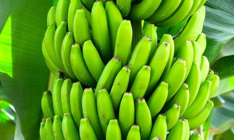 Cerca del 85 % del banano que ingresó a Estados Unidos en 2024 provino de Guatemala, Ecuador, Costa Rica y Honduras / Foto: Pixabay