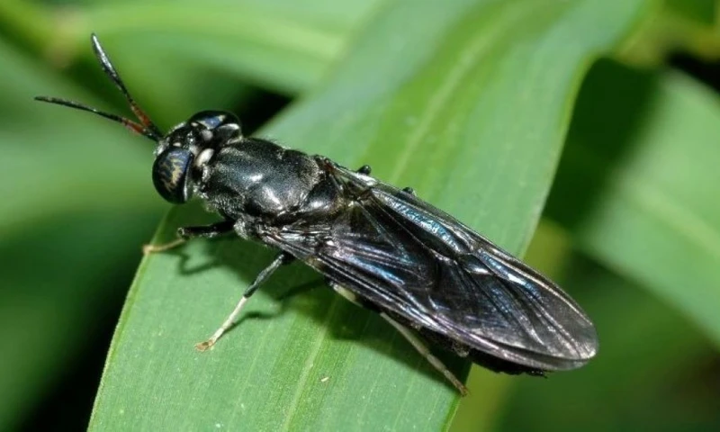 El estudio lo realizaron expertos de la ESPE, del Instituto Nacional de Biodiversidad y de la Universidad Tecnológica Equinoccial  / Foto: cortesía