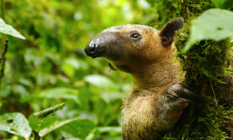 La reserva ecológica está ubicada en la provincia de Pastaza / Foto: El Oriente