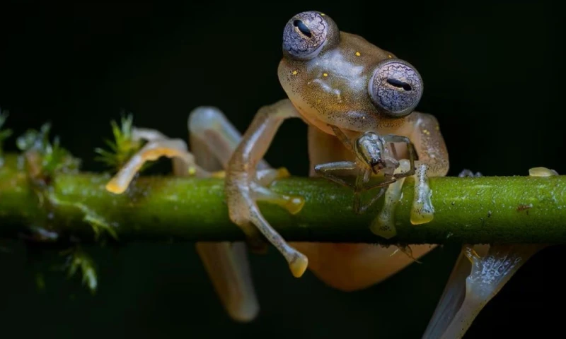 El estudio menciona que una expedición de tres semanas en la cordillera del Cóndor permitió identificar 14 especies previamente no registradas / Foto: cortesía Jaime Culebras
