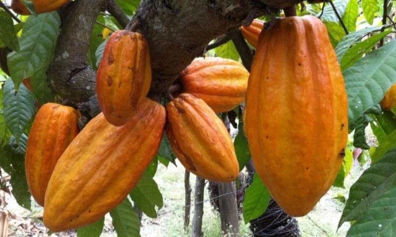 Ecuador podría convertirse en el segundo mayor productor de cacao del mundo en la temporada 2025/26 / Foto: cortesía El Productor