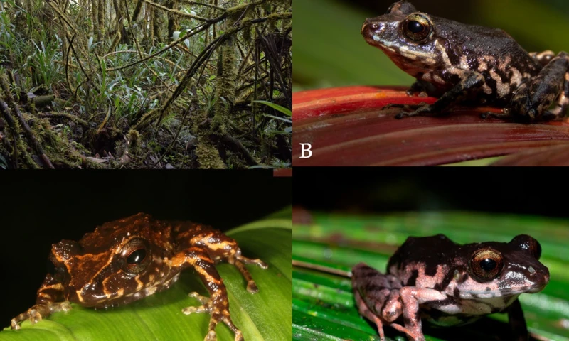El género 'Pristimantis' cuenta con más de 600 especies reconocidas a nivel global, y Ecuador alberga cerca del 43 % de ellas. / Foto: cortesía Inabio