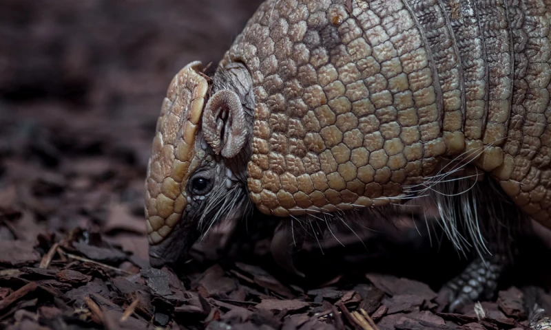 Armadillo de cola desnuda/ Foto: cortesía