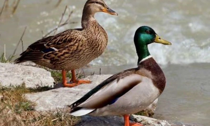 Estudios. Al menos 15 clases de aves están en peligro crítico. Foto: La Hora
