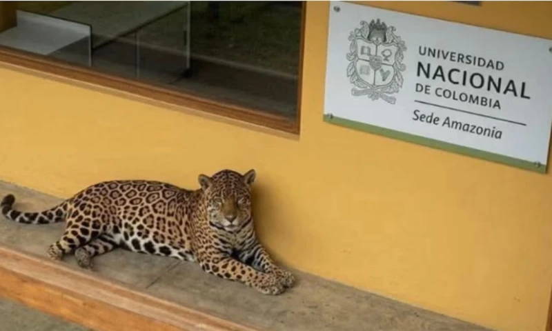El felino apareció en la Universidad Nacional Sede Amazonia, en Leticia, y fue trasladado a un centro especializado para recibir atención veterinaria. / Foto: Infobae