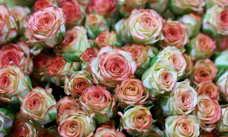 Ecuador, tercer exportador mundial de flores después de Países Bajos y Colombia/ Foto: cortesía