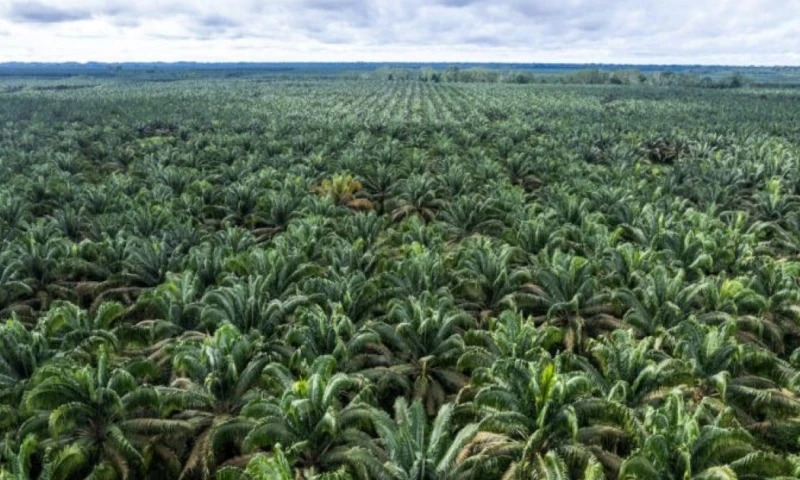 El palmito proviene del chontaduro y tarda aproximadamente dos años en dar su primera cosecha / Foto: cortesía Enrique Aviles 