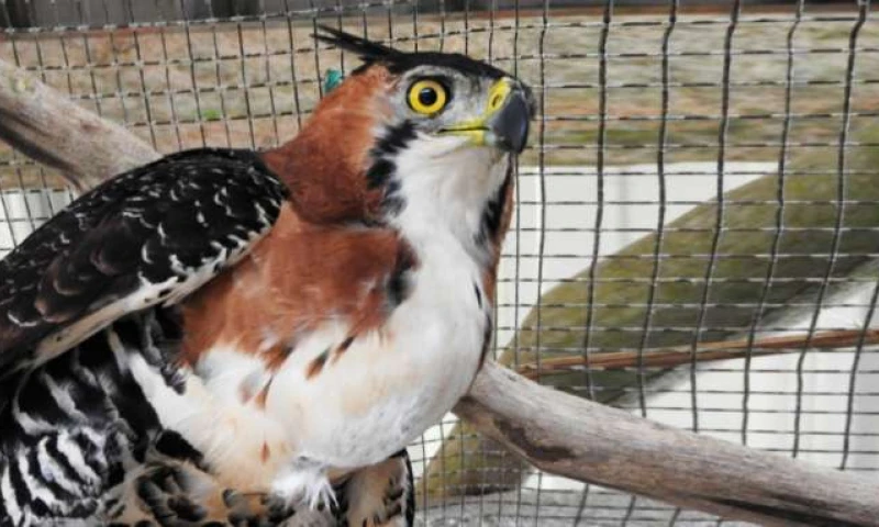 AVE. El individuo se encuentra en recuperación. Foto: La Hora