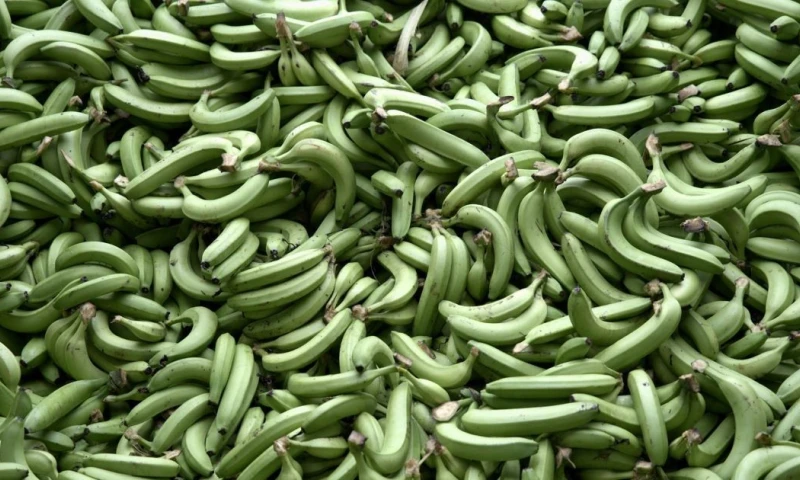 En 2024 Ecuador exportó 364,16 millones de cajas de banano / Foto: EFE