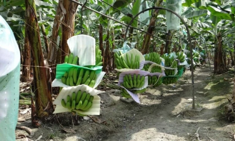 El aumento en los despachos se explica principalmente por una mejora en la producción y en el rendimiento de las plantaciones / Foto: cortesía Tierra y Mar