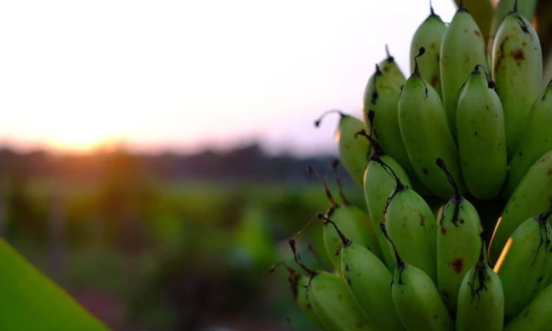 Ruunirá a investigadores, productores y especialistas para discutir soluciones sostenibles ante las amenazas que enfrenta la industria / Foto: cortesía La Cumbre