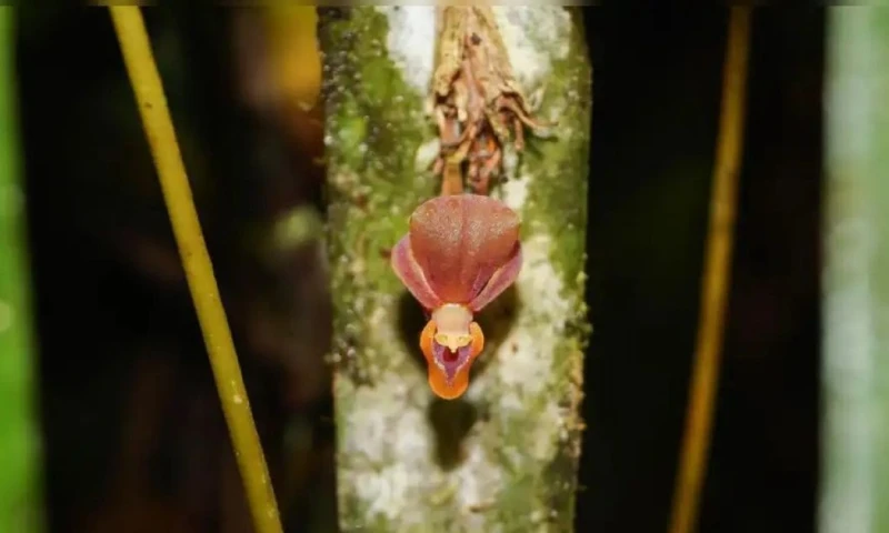 La planta fue registrada oficialmente como Pleurothallis labajosi / Foto: cortesía La República