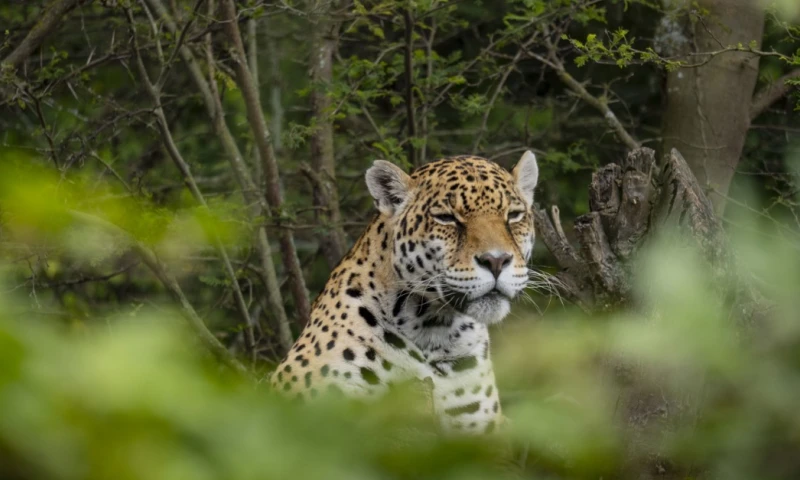 Actualmente se refugian individuos de 31 especies cuyo hábitat está en la región amazónica / Foto: cortesía Zoológico de Guayllabamba