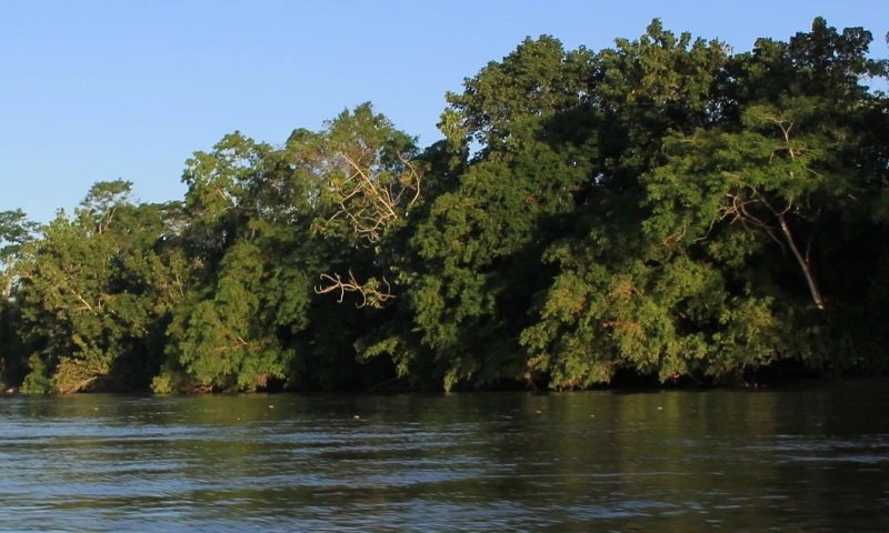 ONGs piden medidas cautelares por carretera que atraviesa el Yasuní / Foto: EFE