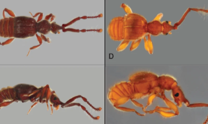 Las especies fueron descritas por investigadores de la Pontifica Universidad Católica del Ecuador, Inabio, la Fundación Uru y la Universidad de Clemson, Estados Unidos / Foto: cortesía Inabio