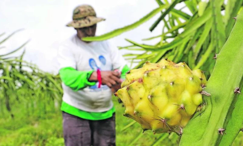 Durante la cosecha se usa mucha mano de obra en la retirada de espinas y recolección. Foto: Expreso