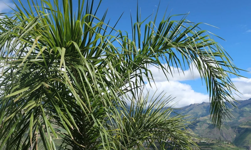 Ecuador ha sembrado más de 300 palmas de cera, hogar de esas pequeñas aves/ Foto: cortesía EFE