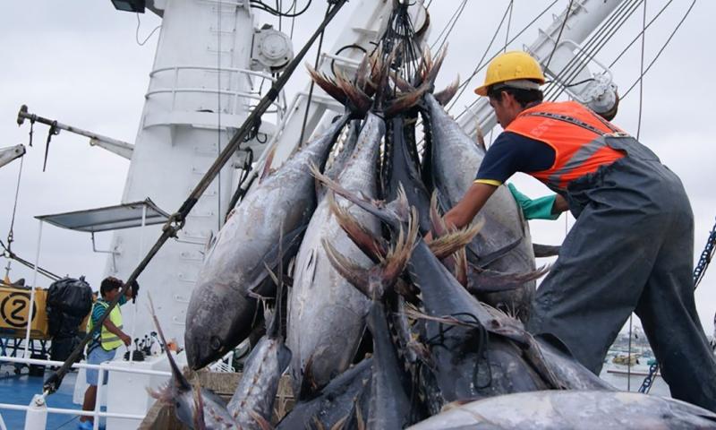 La pesca industrial aportó $ 2.450 millones, mientras que el consumo interno de productos pesqueros sumó alrededor de $ 1.300 millones / Foto: cortesía Cámara Marítima del Ecuador