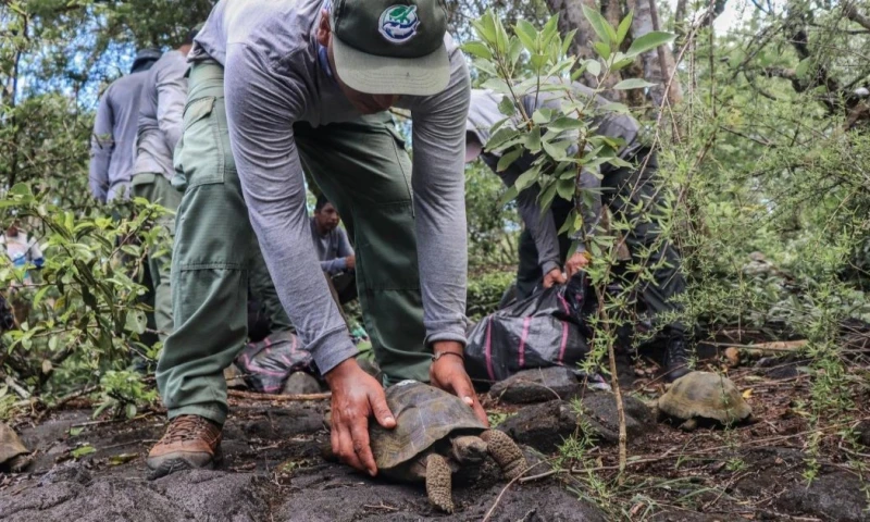 La tortugas pertenecen a la especie 'Chelonoidis vicina' y fueron liberadas en el la parte sur de Isabela / Foto: EFE