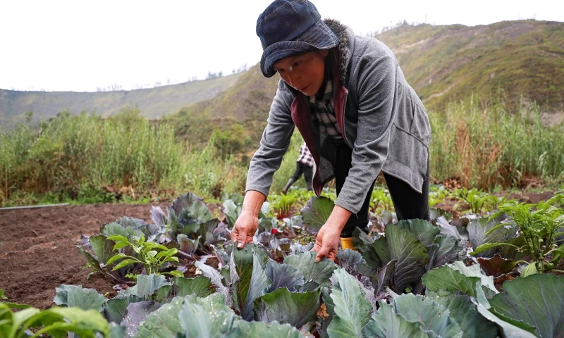El Boletín Económico también resalta que, durante el primer semestre del presente año, 62,3 % del empleo nacional está vinculado a actividades / Foto: EFE