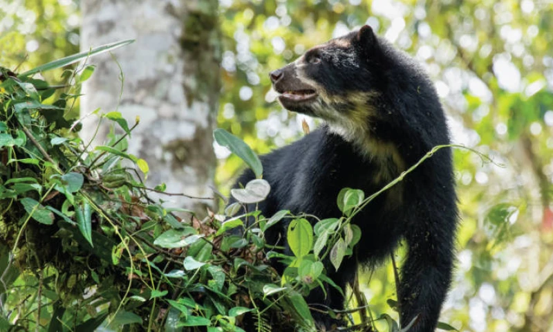En la zona, ahora protegida, se encuentra el Corredor Ecológico del Oso Andino. Foto: Expreso