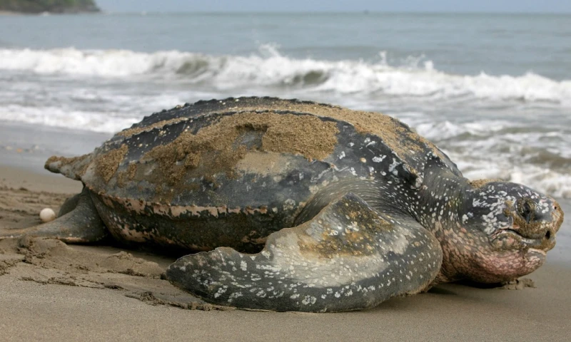 Ecuador confirma anidamiento de "vulnerable" tortuga Laúd en Isla Corazón, Foto: EFE