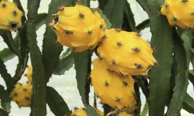 La exportación de pitahaya genera alrededor de $ 30 millones anuales / Foto: cortesía MAGP