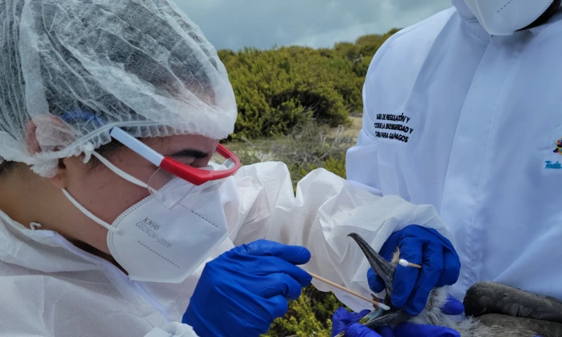 Los casos se han ubicado en la isla Genovesa y en Punta Pitt./ Foto: Cortesía EFE