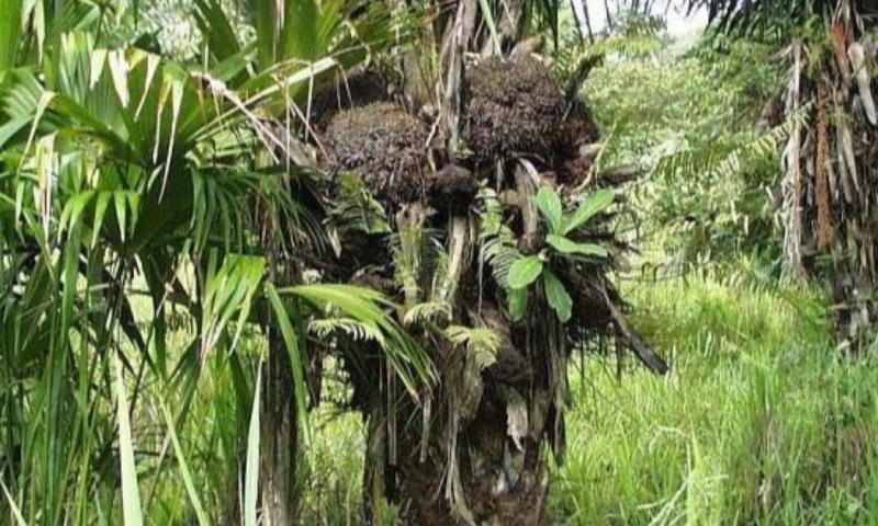 El Gobierno estableció la prohibición por 5 años de la exportación de semillas de tagua / Foto: cortesía