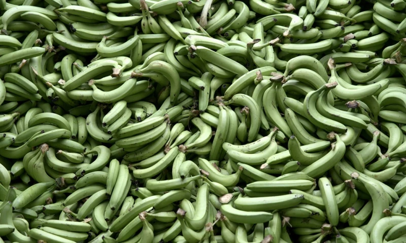 La industria bananera de Latinoamérica mantiene una cruzada para que el consumidor europeo pague precios justos por el banano de origen latinoamericano/ Foto: cortesía EFE