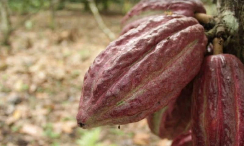 El banano, el cacao, el café y las flores encabezan la lista de productos con mayor potencial de crecimiento / Foto: cortesía MAGP