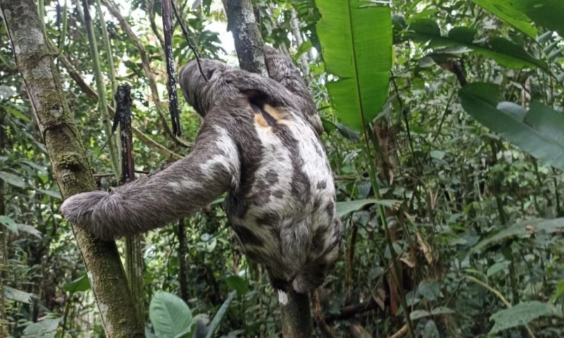 En Sucumbíos, un perezoso de dos garras fue rescatado por la Dirección Zonal 9 / Foto: cortesía MAATE