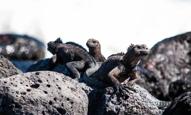 Uno de los logros más relevantes fue el obtenido por las islas Galápagos / Foto: Pixabay
