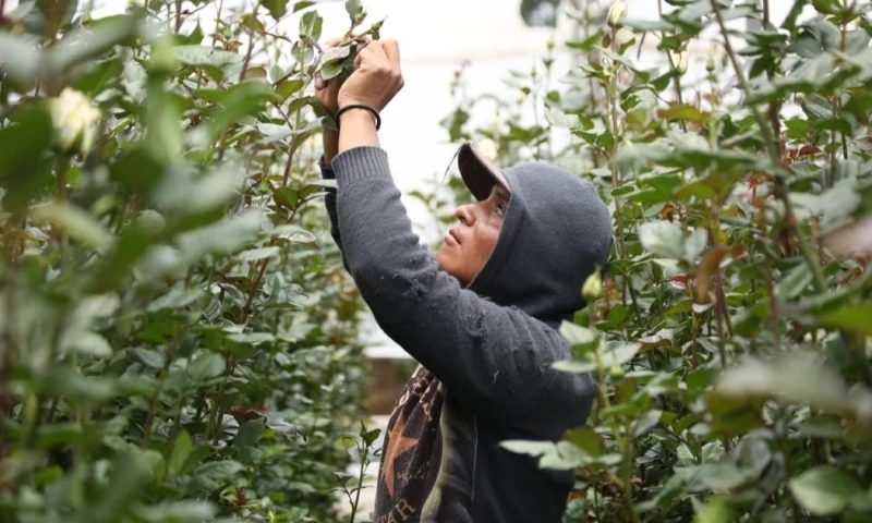 El programa se ejecutará a través de la modalidad de banca de segundo piso de la CFN / Foto: cortesía CFN