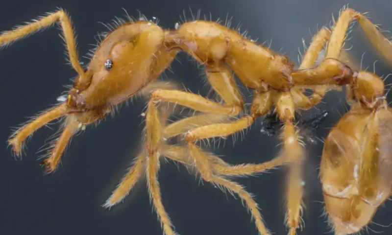 El nombre de la nueva especie de hormiga obedece a la localidad en donde se halló por primera vez, Paquisha/ Foto: cortesía