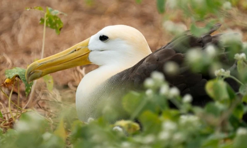 Pescadores artesanales enfrentan amenazas como extorsiones, secuestros y ataques vinculados a redes del crimen organizado / Foto: cortesía Audubon