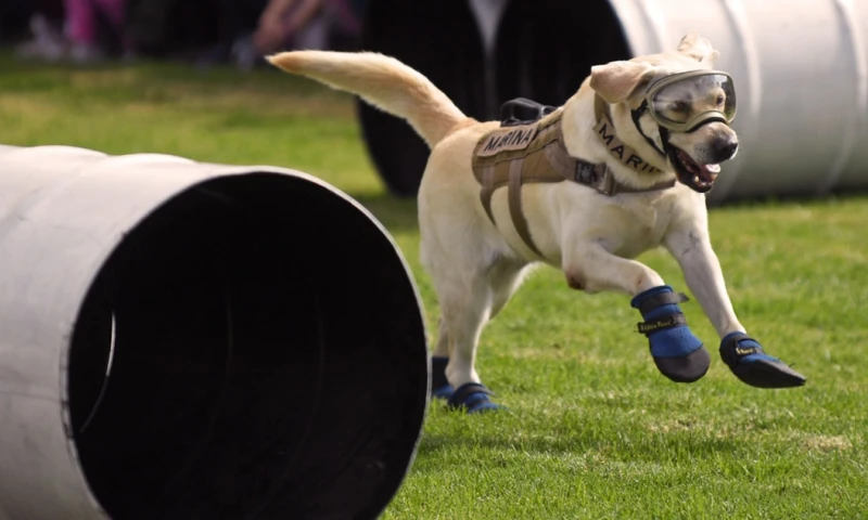 La Semar indicó que Frida mostró cualidades destacadas desde cachorra, cumpliendo en tiempo récord de ocho meses su entrenamiento / Foto: cortesía La Jornada