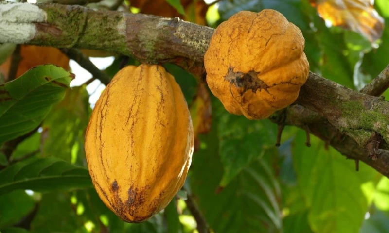 Entre enero y julio de 2024, Ecuador exportó 212.000 toneladas de cacao y sus derivados / Foto: Pixabay 