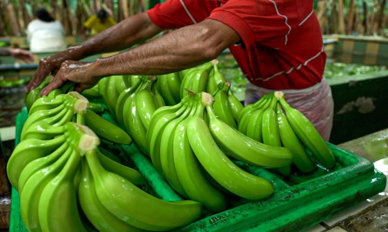El banano alcanzó exportaciones por $ 2.044 millones / Foto: cortesía MAGP