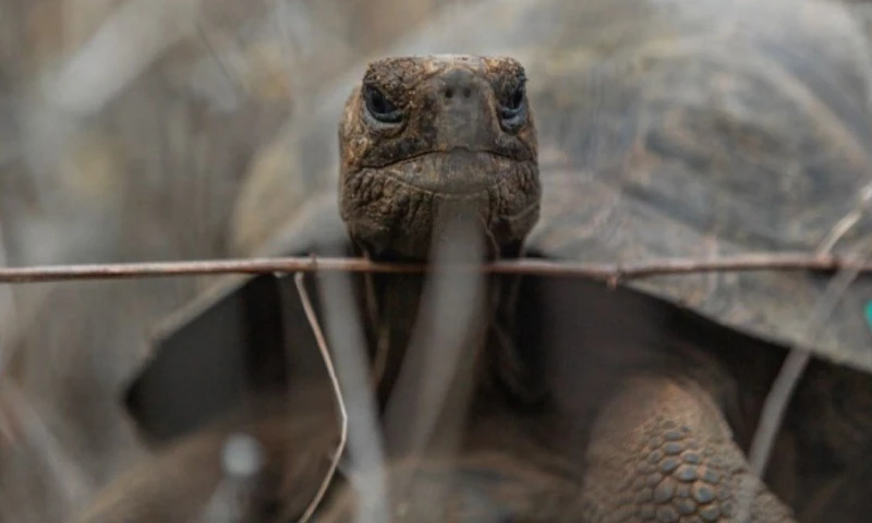 El Gobierno anticipó que próximamente se realizará la liberación de un nuevo grupo de tortugas / Foto: cortesía Ministerio de Ambiente 
