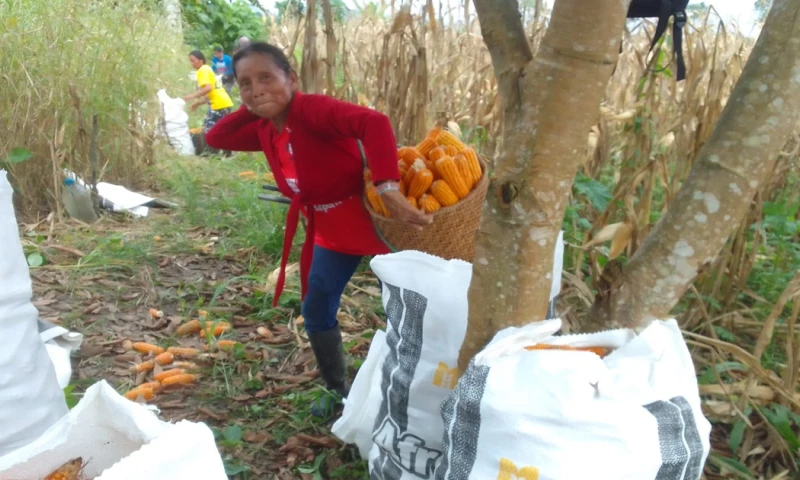 Los agricultores son de las comunidades de Santa Rosa y Nuevo Paraíso / Foto: cortesía MAG