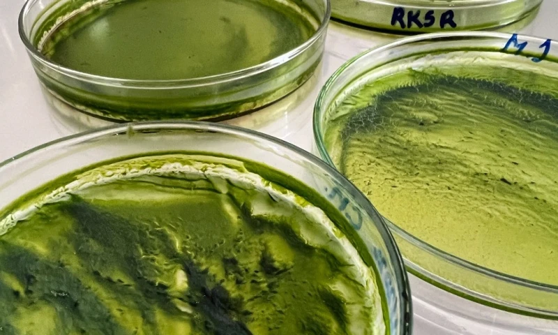 ¿Cuál es el papel del CO2 en la nutrición de microalgas para el sector energético? / Foto: IIGE