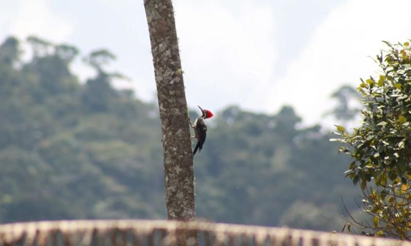 Inicialmente, los investigadores consideraron enfermedades, parásitos o toxinas, pero ninguna hipótesis fue confirmada / Foto: cortesía InfoAmazonía