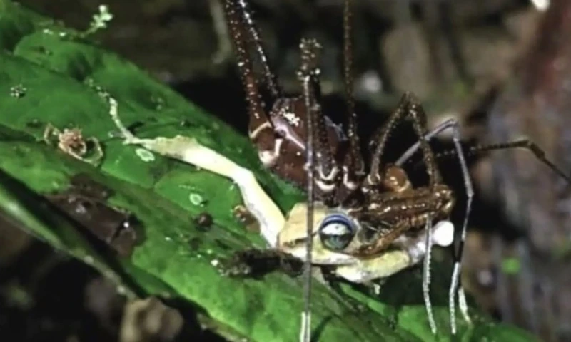 Los opiliones son arácnidos frecuentemente confundidos con arañas, pero presentan diferencias biológicas relevantes / Foto: cortesía