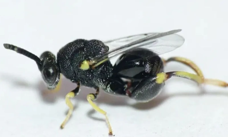 Son ampliamente utilizadas en el control de plagas agrícolas / Foto: cortesía 