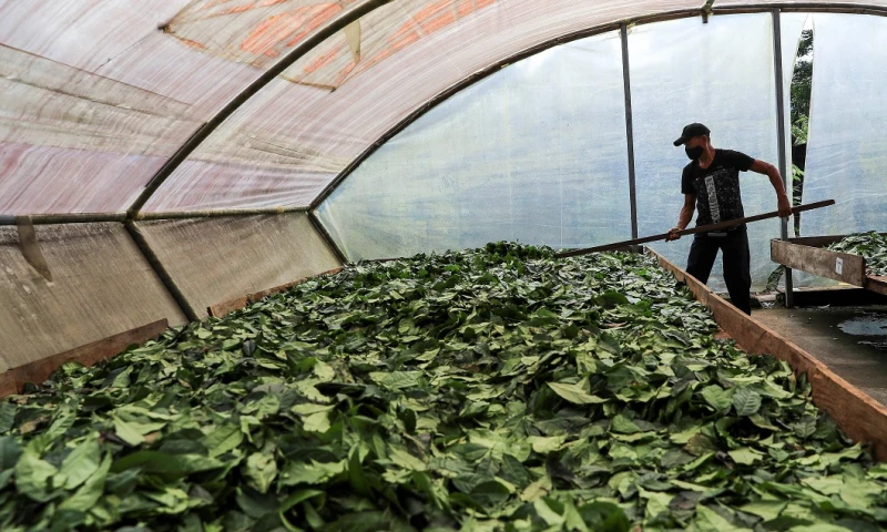 Waykana, de la Amazonía a la Bolsa de Quito con el espíritu de la selva / Foto: EFE