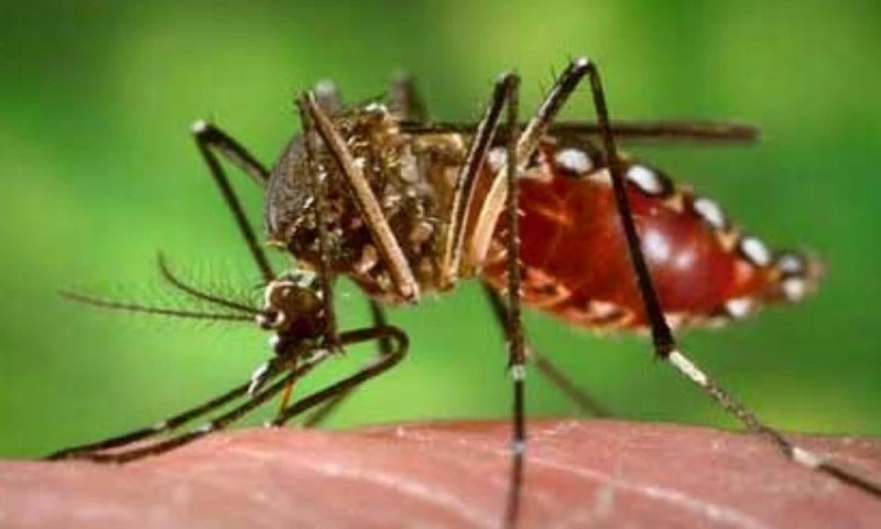 El Instituto Nacional de Investigación en Salud Pública (Inspi) ha desarrollado un proyecto piloto de "esterilización por irradiación del mosquito Aedes aegypti" / Foto: cortesía