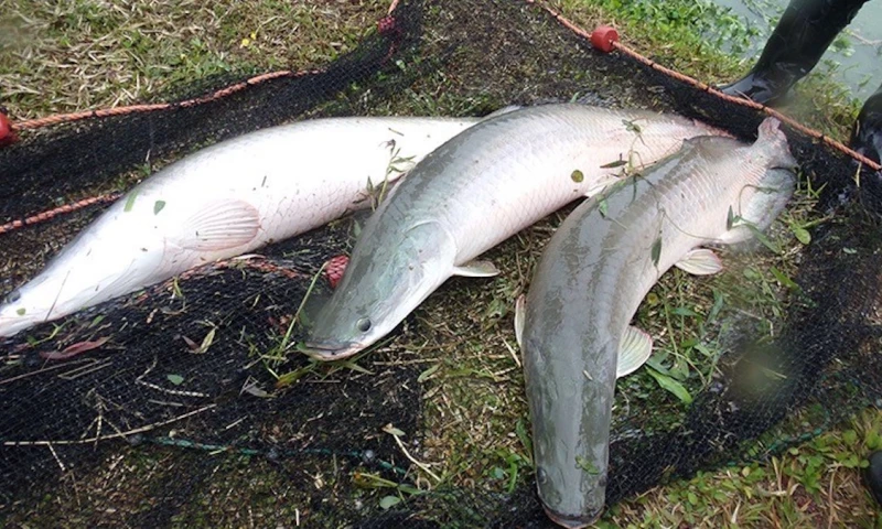 Telefónica ofrece cursos gratuitos a emprendedores de la Amazonía / Foto: cortesía