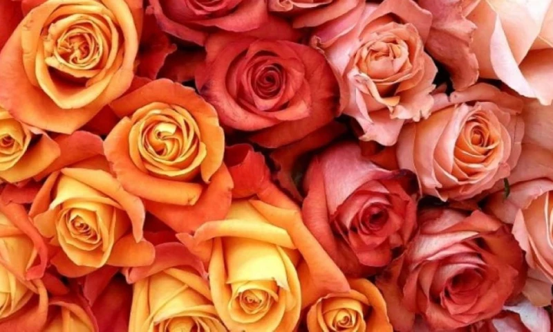 Según Expoflores, los ingresos caerán aproximadamente 6 millones de dólares en comparación con el año anterior / Foto: cortesía Ministerio de Producción