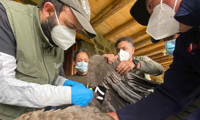 Entre los participantes hay expertos de Argentina, Bolivia, Chile, Colombia, Ecuador, España, Estados Unidos, Francia, Perú y Venezuela / Foto cortesía Fundación Cóndor 